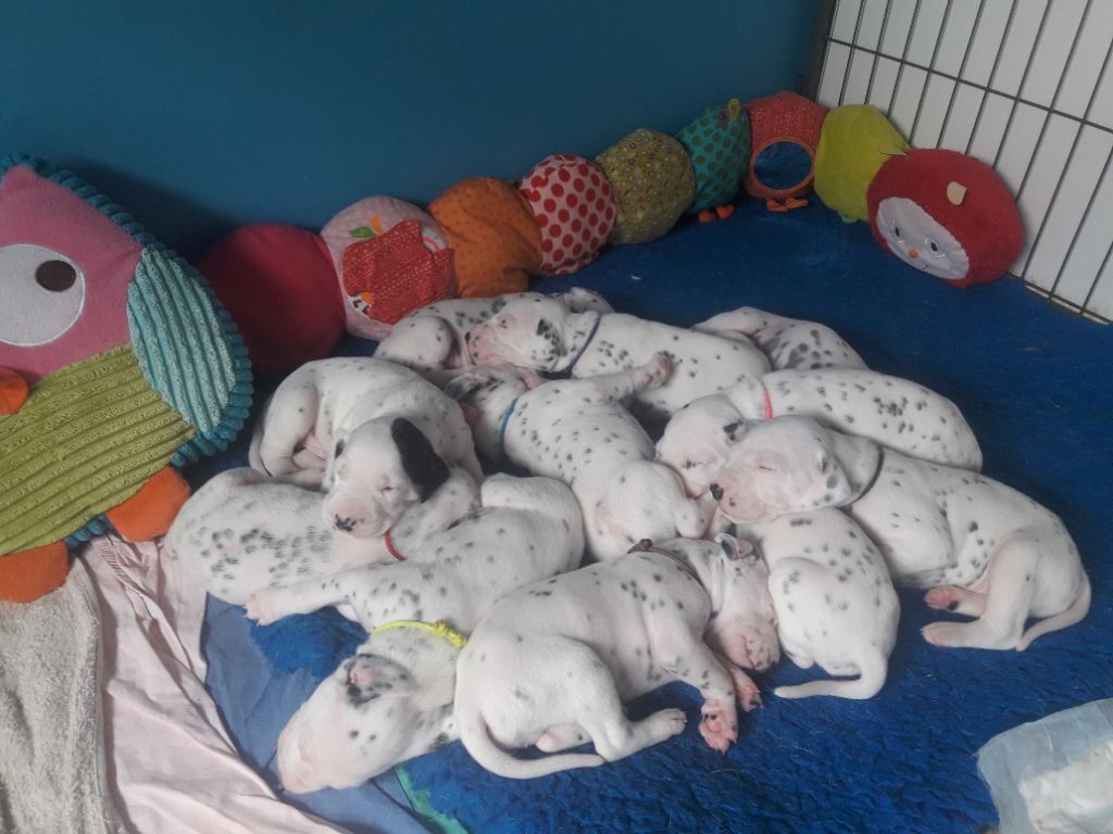 Des Diamants De La Rivière - Les 11 bébés