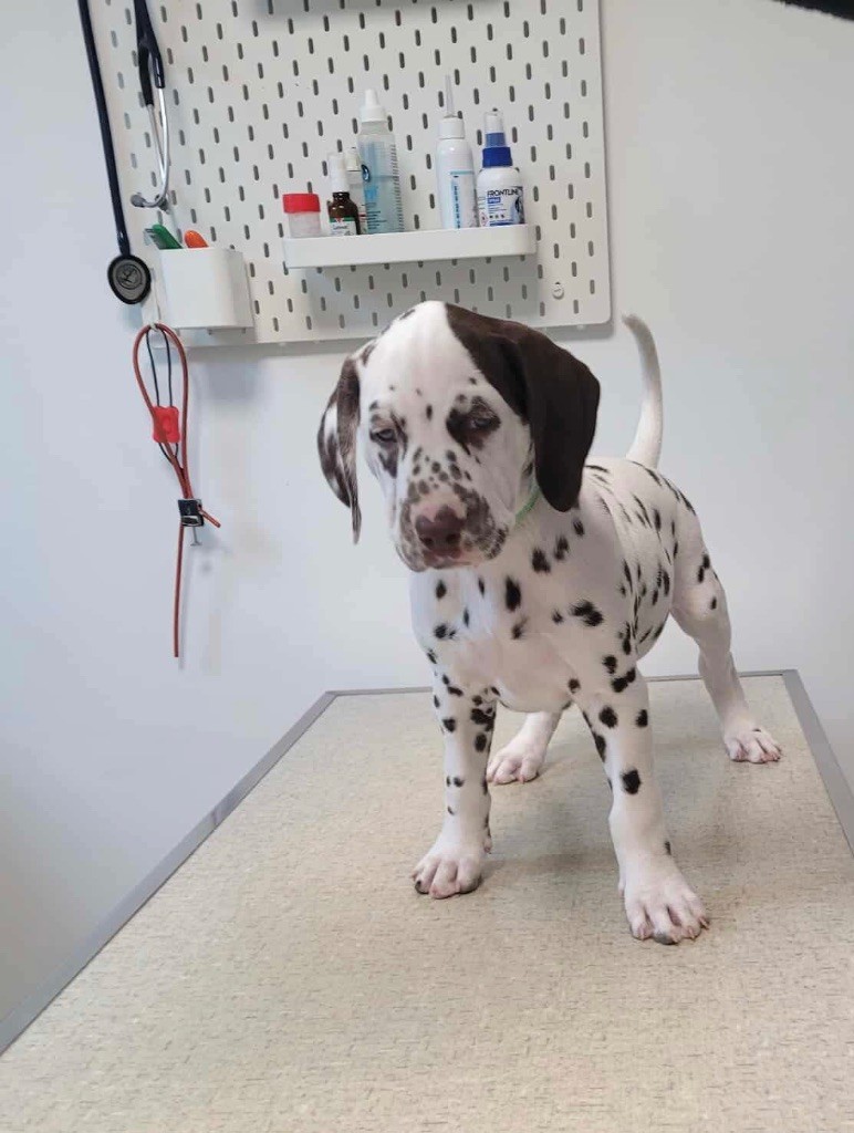 Première visite véto 