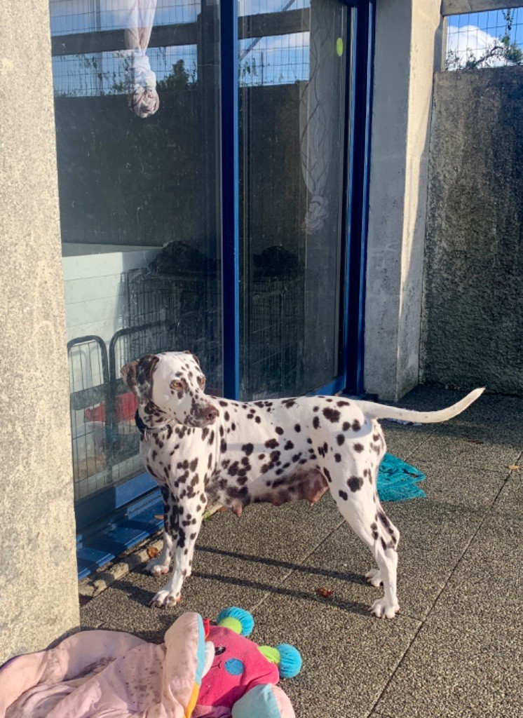 Tsarine 7 semaines après mise bas