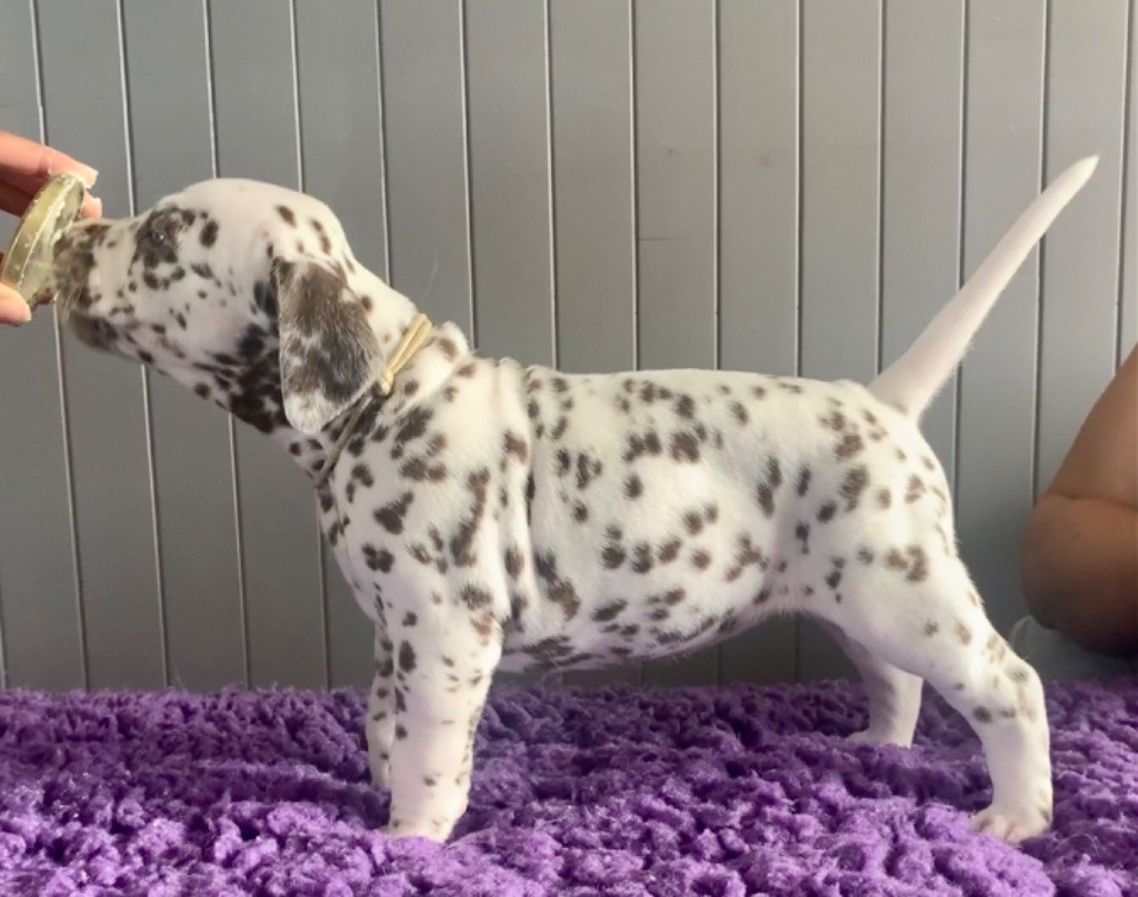 Des Diamants De La Rivière - Chiots disponibles - Dalmatien
