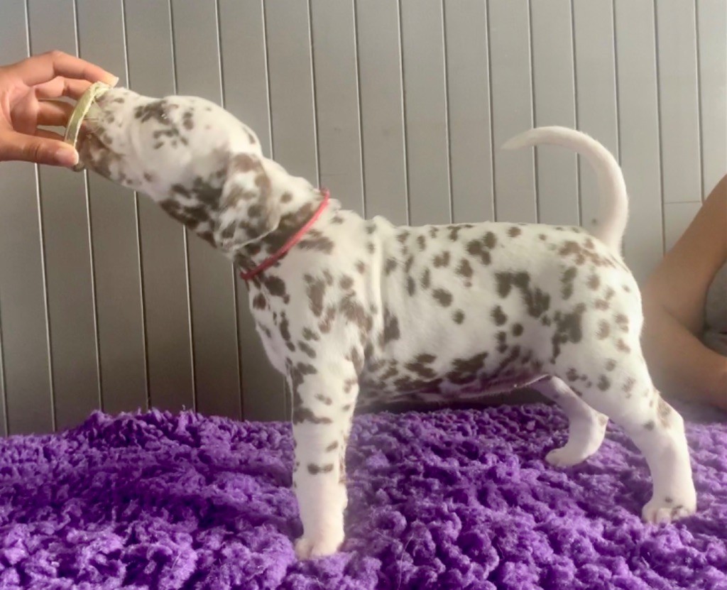 Des Diamants De La Rivière - Chiots disponibles - Dalmatien