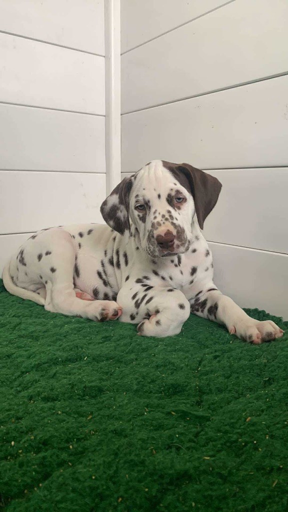 Des Diamants De La Rivière - Chiots disponibles - Dalmatien