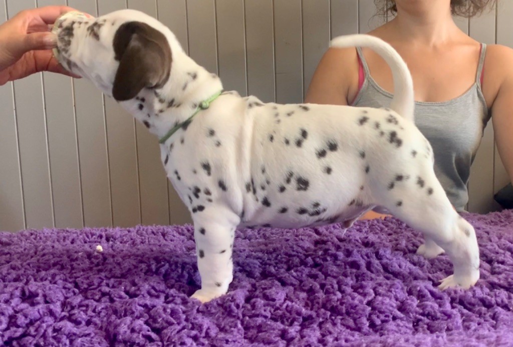Des Diamants De La Rivière - Chiots disponibles - Dalmatien