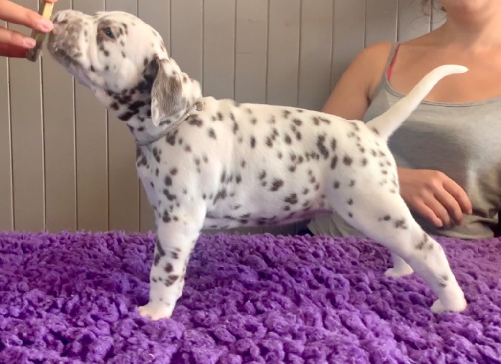 Des Diamants De La Rivière - Chiots disponibles - Dalmatien