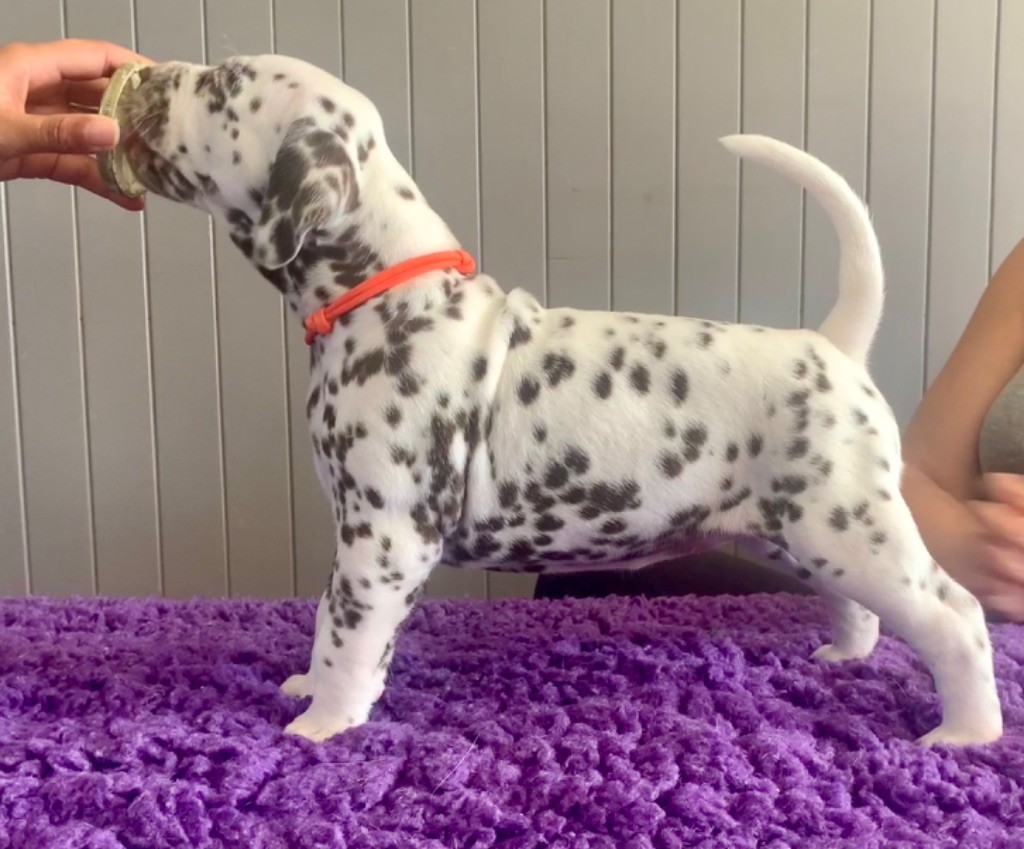 Des Diamants De La Rivière - Chiots disponibles - Dalmatien