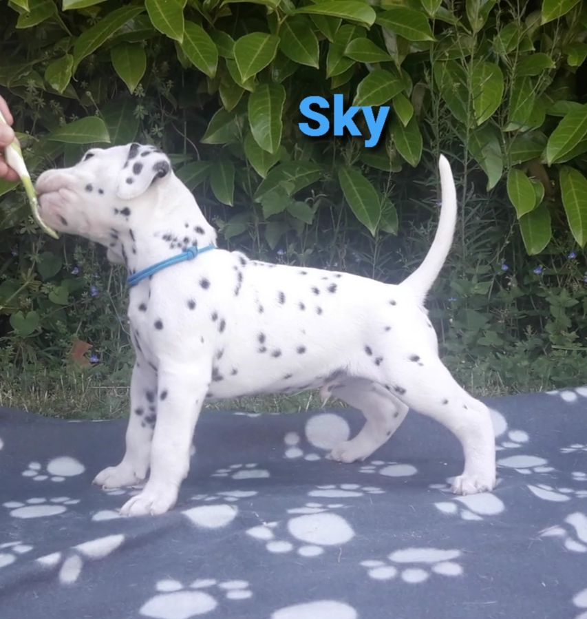 Des Diamants De La Rivière - Dalmatien - Portée née le 18/05/2021